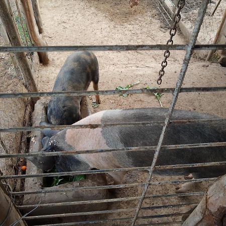 Pousada Roseira Lagoinha Sp Zewnętrze zdjęcie