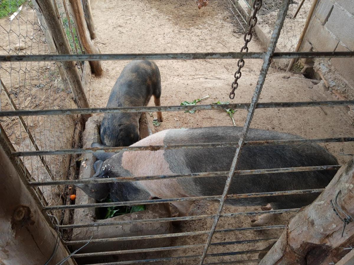 Pousada Roseira Lagoinha Sp Zewnętrze zdjęcie